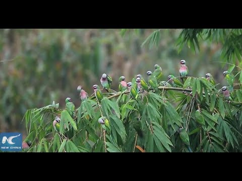 شاهد المئات من الببغاوات النادرة تطير إلى يوننان الصينية