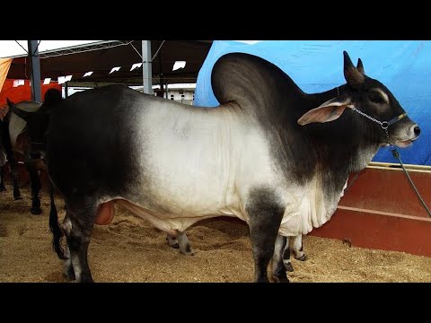 شاهد تعرف على الثور الأغلى ثمنًا في العالم