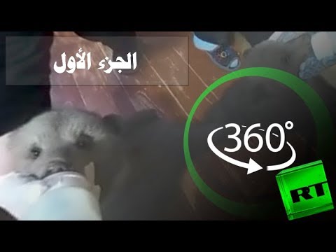 يوميات منقذي الدببة في روسيا