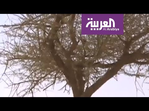 شاهد أشجار السعودية يهددها الاحتطاب الجائر