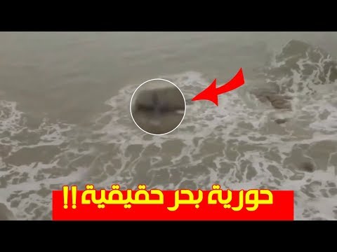 6 مقاطع مصوّرة لحوريات بحر حقيقية