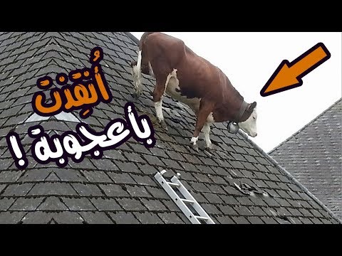 10 حيوانات أنقذها البشر بأعجوبة