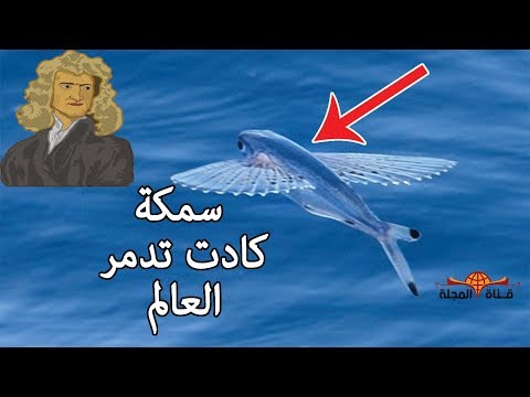 شاهد سمكة صغيرة كادت تغير مصير العالم