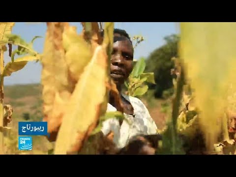 شاهد أطفال يتعرضون لأمراض خطيرة بسبب زراعة التبغ في ملاوي