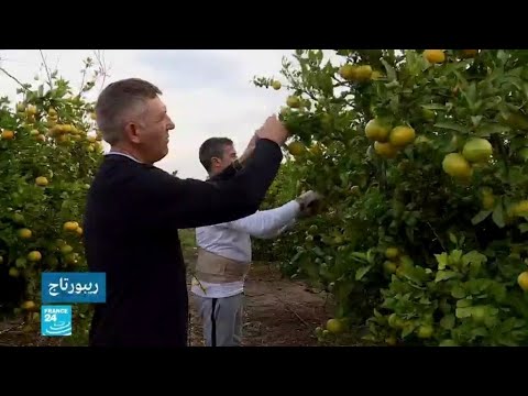 شاهد مزارعو الحمضيات الإسبان يخافون تبعات منع المبيدات الرخيصة السامة على إنتاجهم