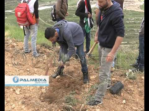 نشطاء من المقاومة الشعبية يزرعون الأشجار تكريمًا للإنسانية