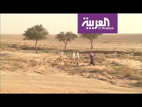 الزلفي تكافح التصحر بأشجار الطلح