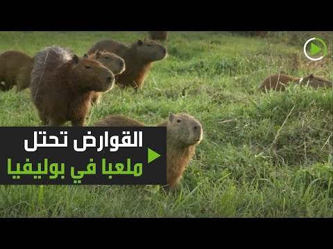 شاهد حيوانات الكابيبارا تحتل ملعب في بوليفيا