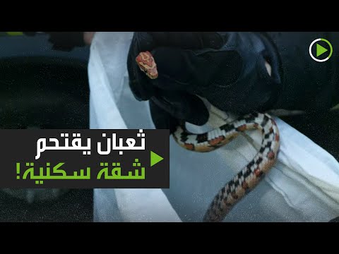 شاهد ثعبان عدواني يقتحم شقة سكنية في موسكو