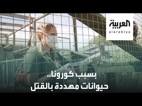 حيوانات مهددة بالقتل في حديقة بورث في بريطانيا بسبب كورونا