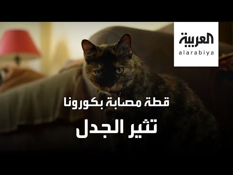 شاهد قطة تصاب بفيروس كورونا وتُثير الجدل في فرنسا