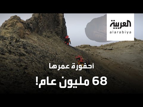 أحفورة غامضة عمرها 68 مليون عام