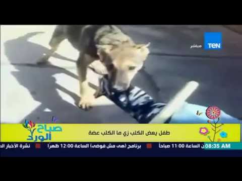 طفل يعض كلبًا انتقامًا منه