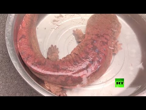 رجل يعثر على حيوان سلمندر بري عملاق في الصين